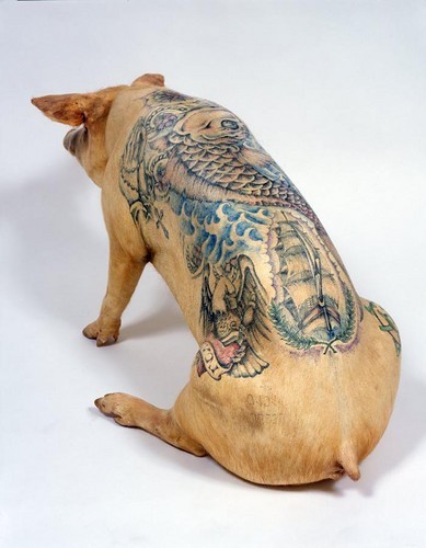 tattoo pig. pig,tattoo,taxidermy-